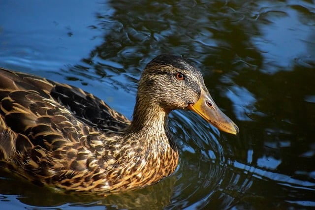 Krydsord for begyndere: Din komplette guide til at komme i gang
