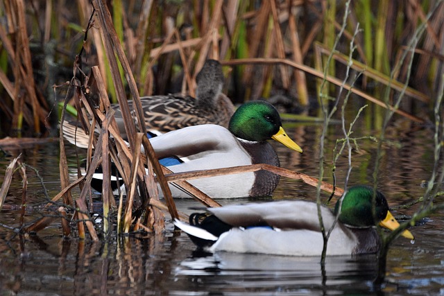 Sådan knækker du koden: Tips til at løse svære krydsord