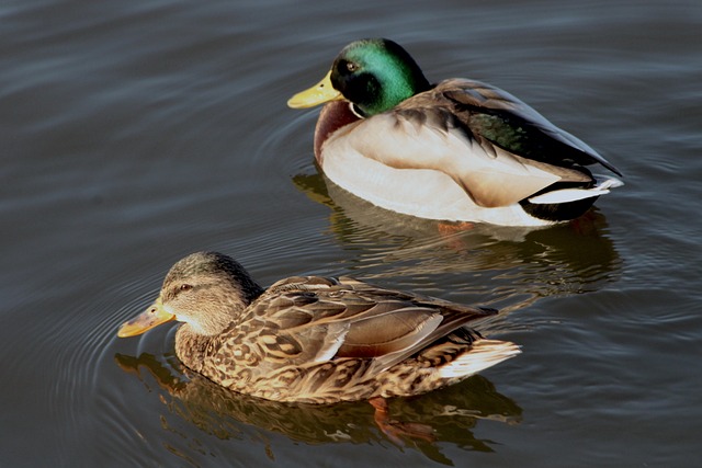 Typiske krydsordsfælder – og hvordan du undgår dem