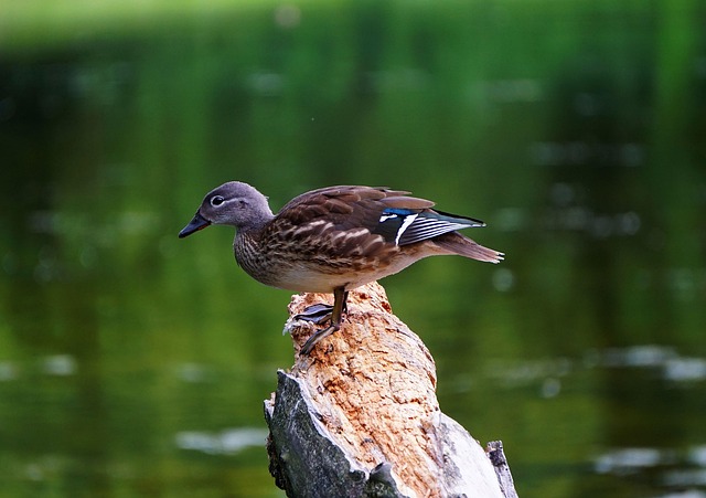 Fra begynder til mester: Guide til effektive krydsordsløsninger